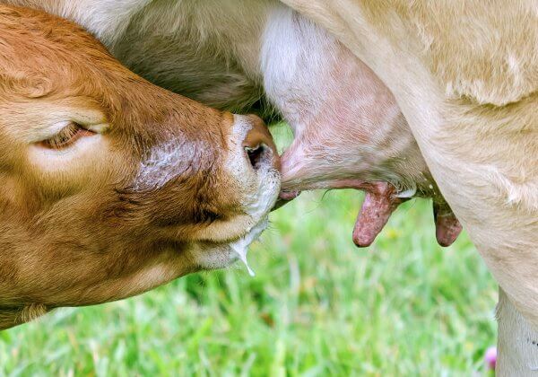 calf suckling from mother's udder