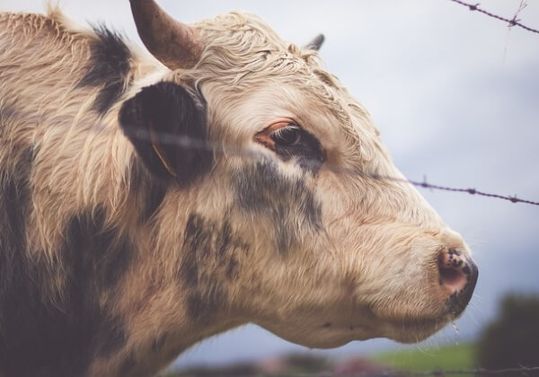 Sad Cow Behind Barbed Wire