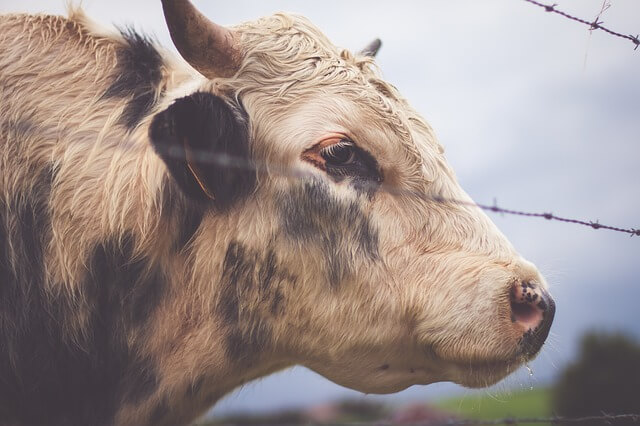 Sad Cow Behind Barbed Wire