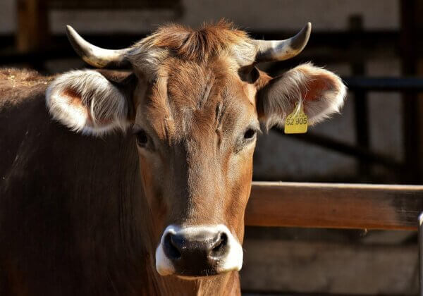 a brown cow