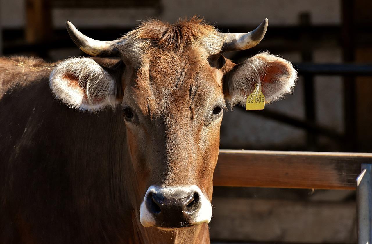 Want a Future? Leave Meat in the Past