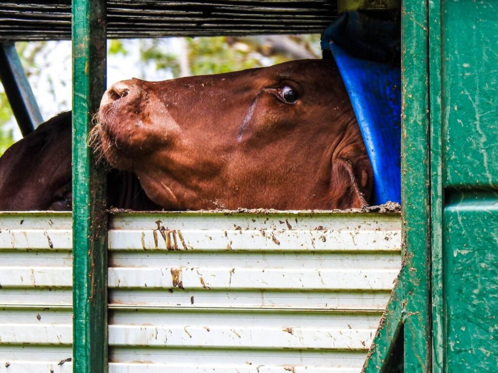 a cow in a truck