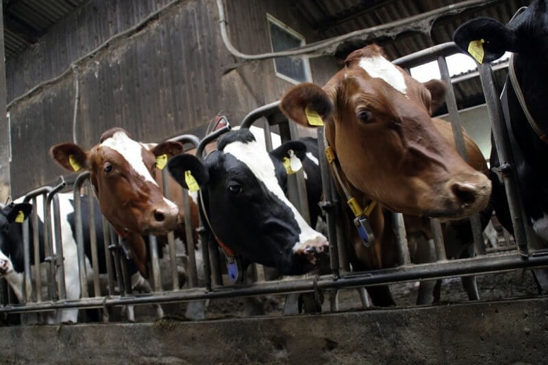 cows on a factory farm