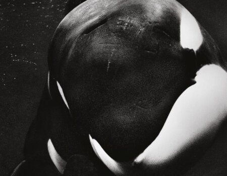 blackfish whale image