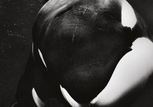Contest Closed: Win Tickets to the Powerful New Documentary ‘Blackfish’!