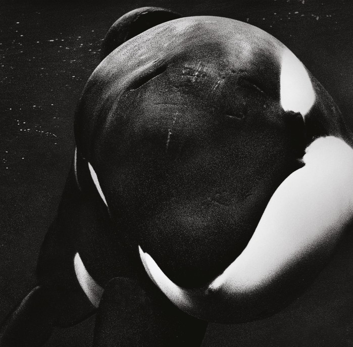 Contest Closed: Win Tickets to the Powerful New Documentary ‘Blackfish’!