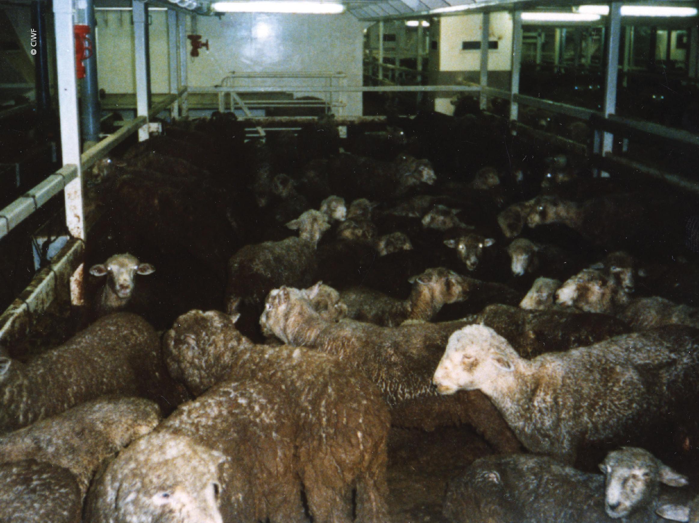 Queensland Rail and Sydney Ferries Reject New Live Export Ad