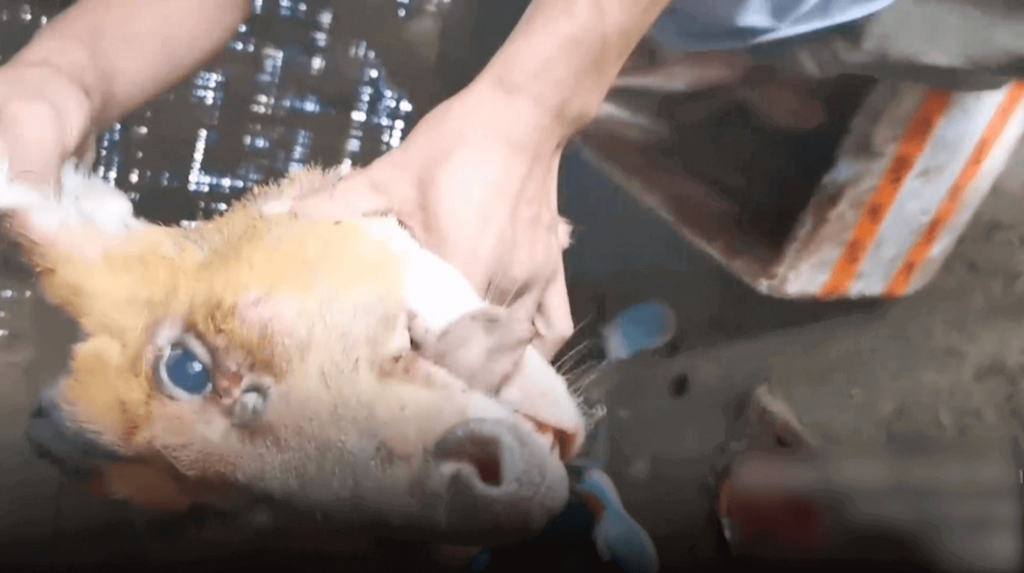 A deer's head at a meat market in India
