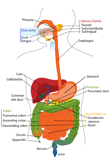 Digestive system.