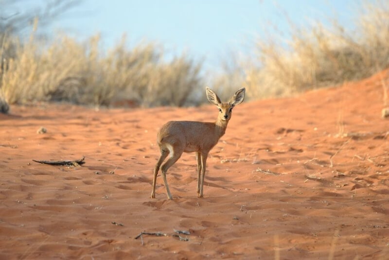 Dik Dik