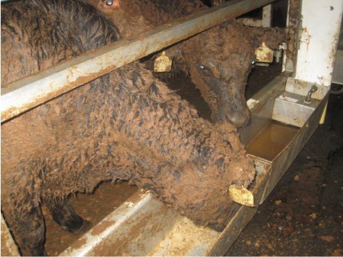 dirty water on live export ship