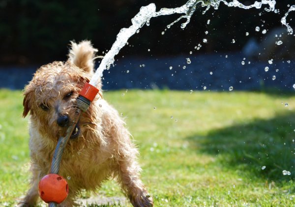 Dog plays with a hose