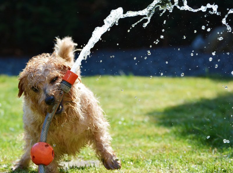 How to Keep Dogs Cool in the Summer Heat PETA Australia
