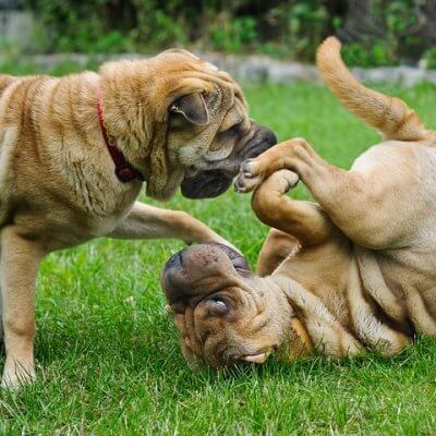 dogs playing