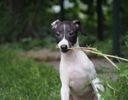 A dog.