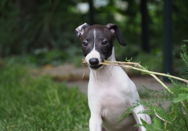 Can Dogs and Cats Be Vegan?