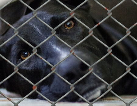 dog in shelter