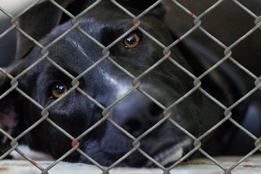 dog in shelter