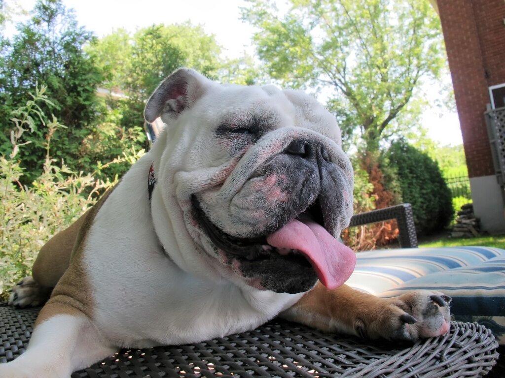 Image shows a dog relaxing.