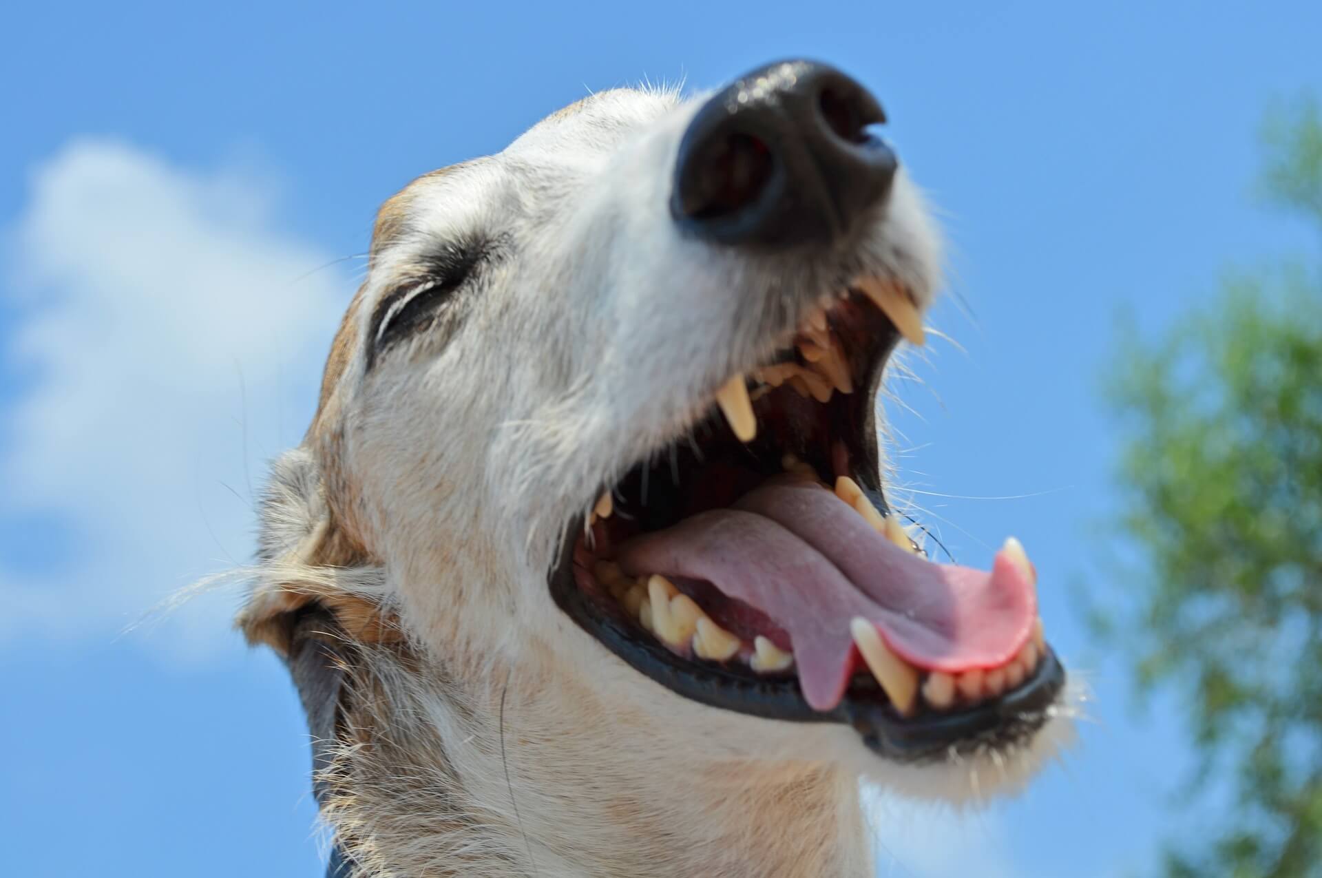 NSW Announces Historic Ban on Greyhound Racing: Will the ACT Be Next?