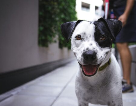 a happy dog