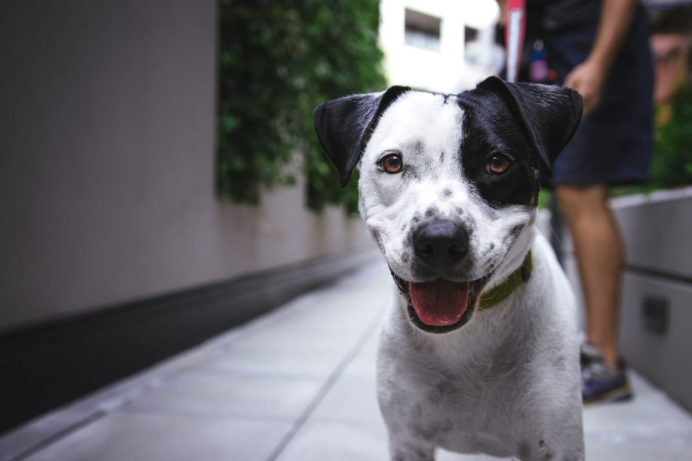 a happy dog