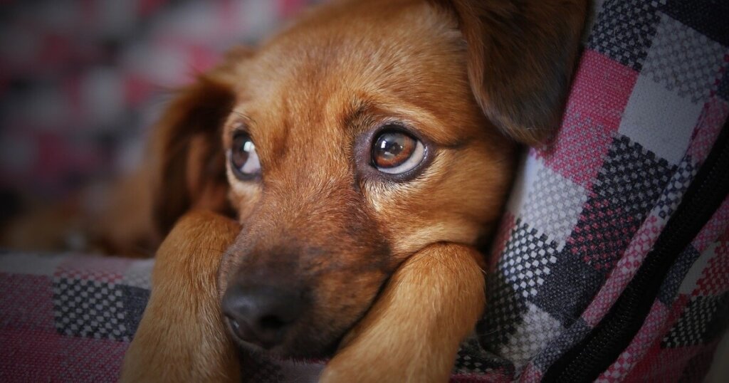 A scared dog.