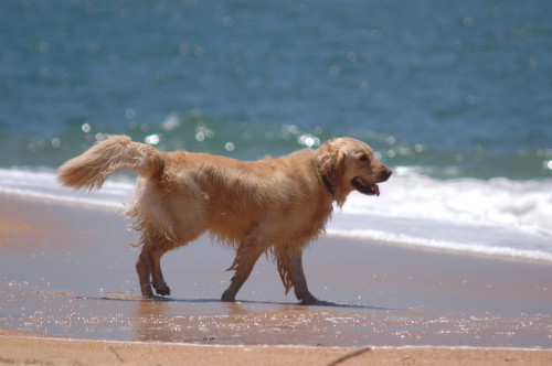 dog on beach