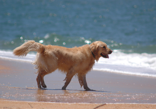 Keep Animals Cool in Hot Weather