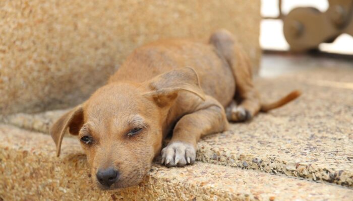 Urge FIFA to Help Stop the Slaughter of Cats and Dogs in Morocco!