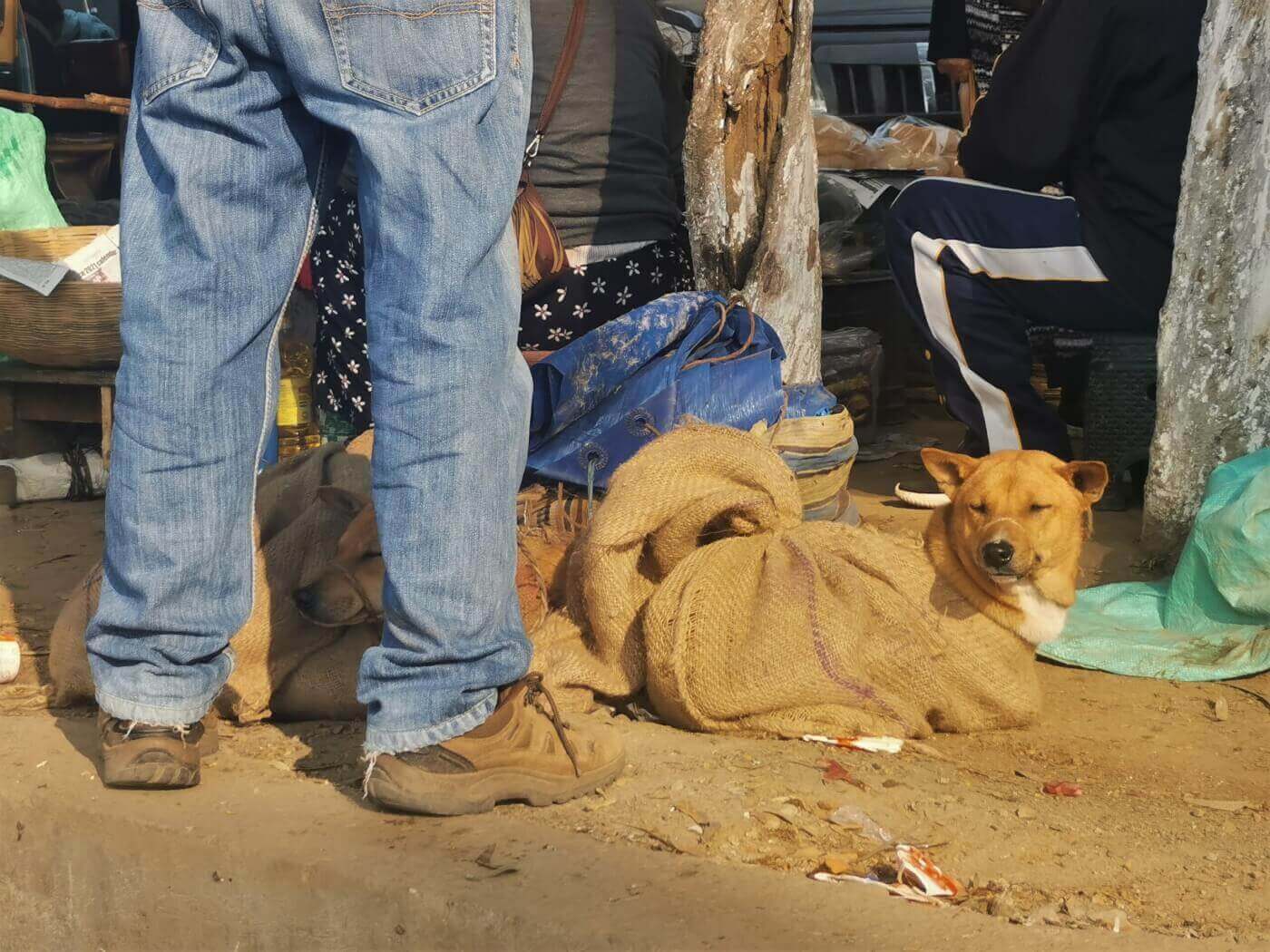 Dogs for sale at a live animal market in India.