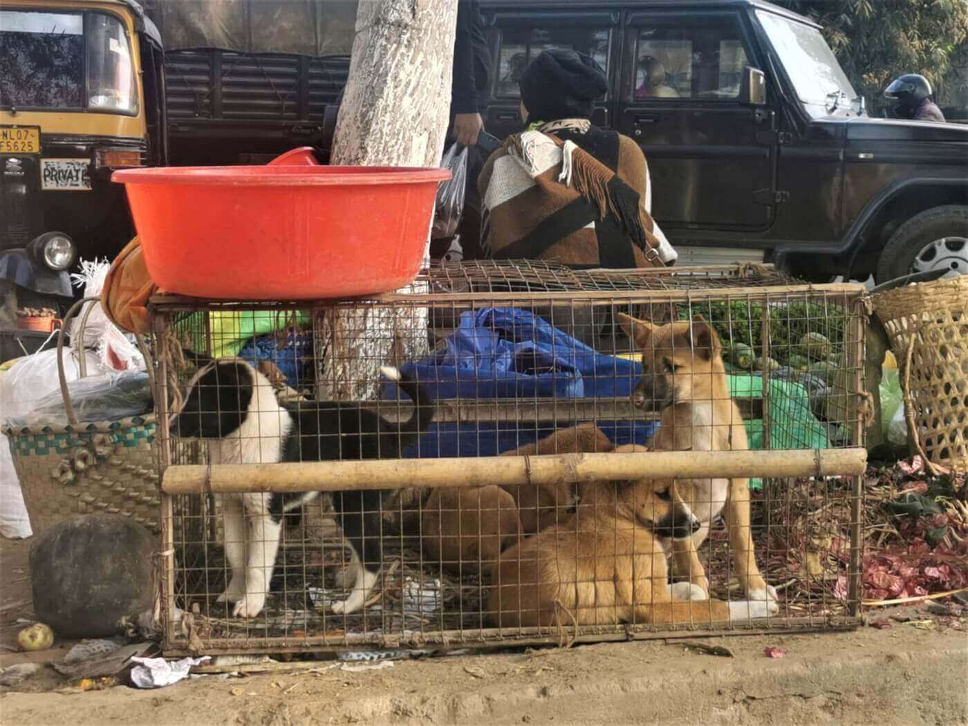 Dogs for sale at a live animal market in India.