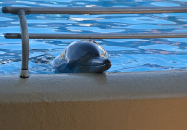 dolphin in a tank at Dolphin Marine Conservation Park in NSW