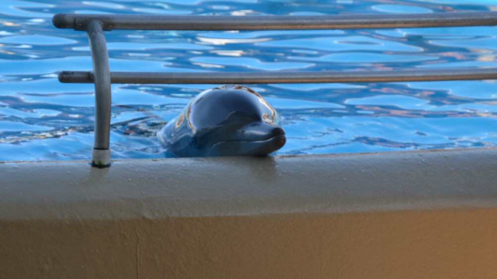 dolphin in a tank at Dolphin Marine Conservation Park in NSW