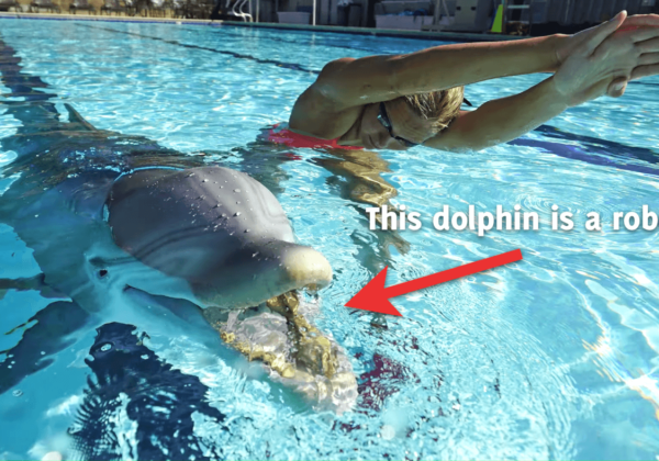 This Robotic Dolphin Could Mean the End of Marine Mammal Captivity