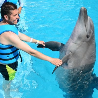 Swim with dolphins experience
