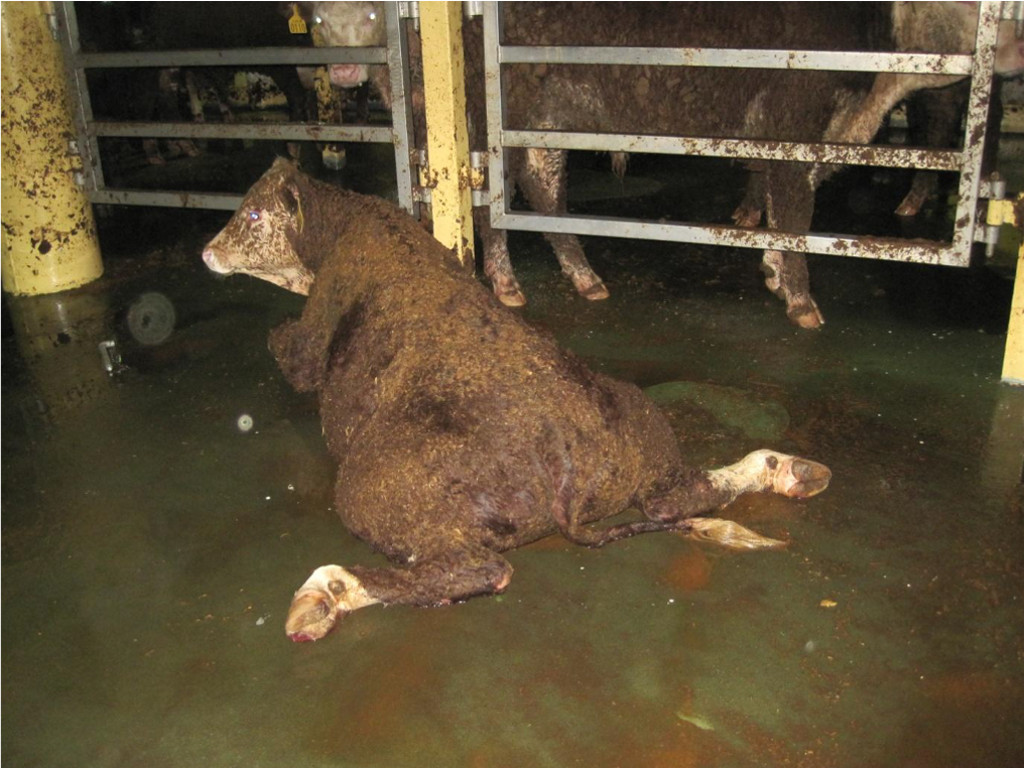SHOCKING PHOTOS: Appalling Conditions on Live Export Ships