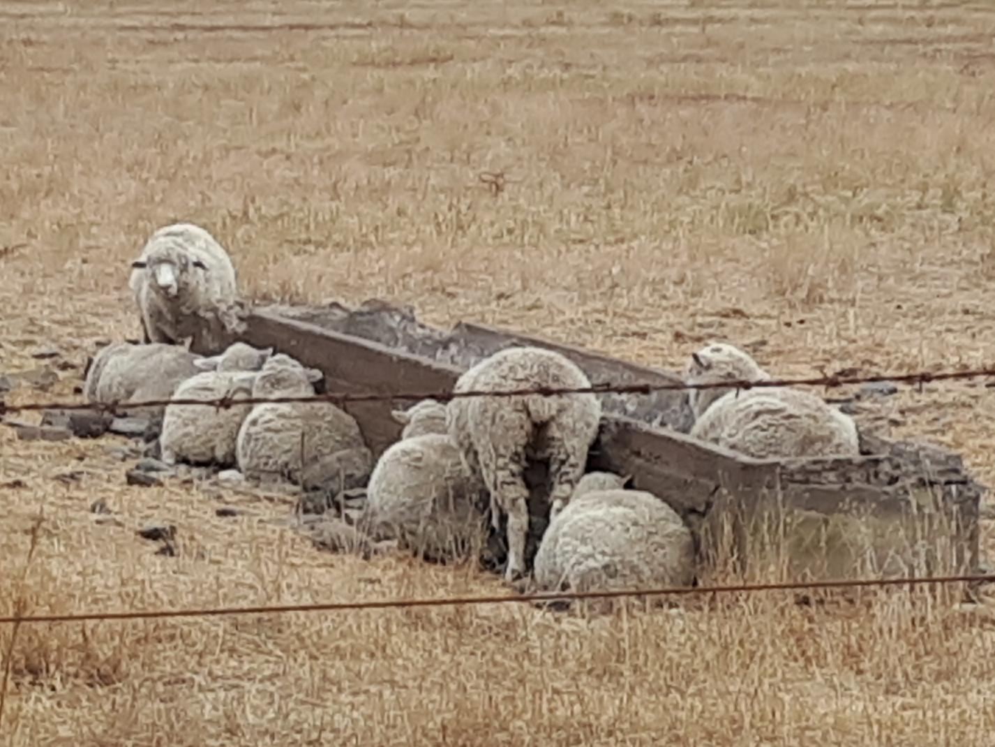 Australia No Longer ‘Rides on the Sheep’s Back’