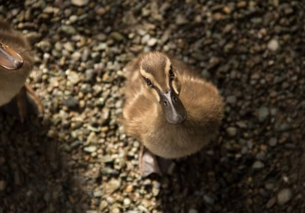 Cute duck