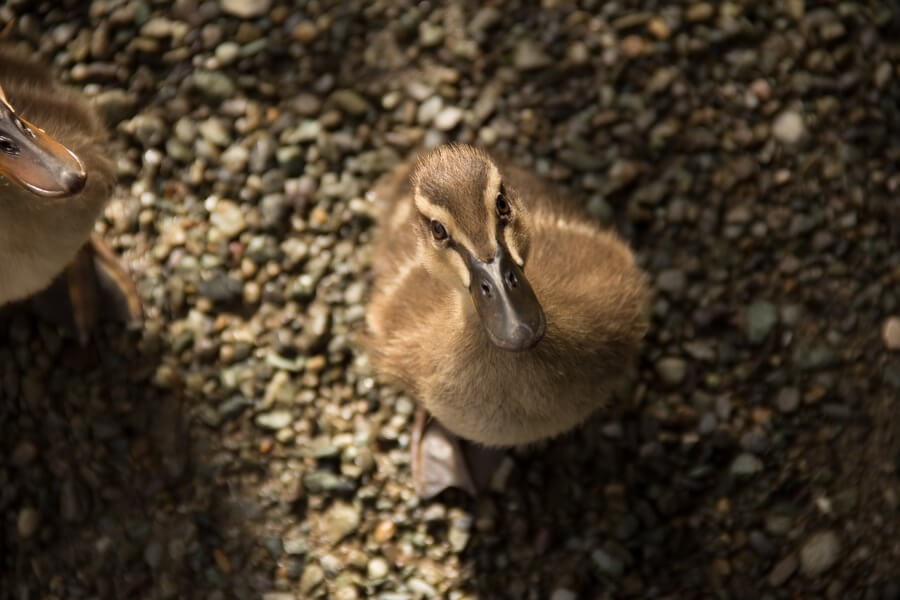 Cute duck