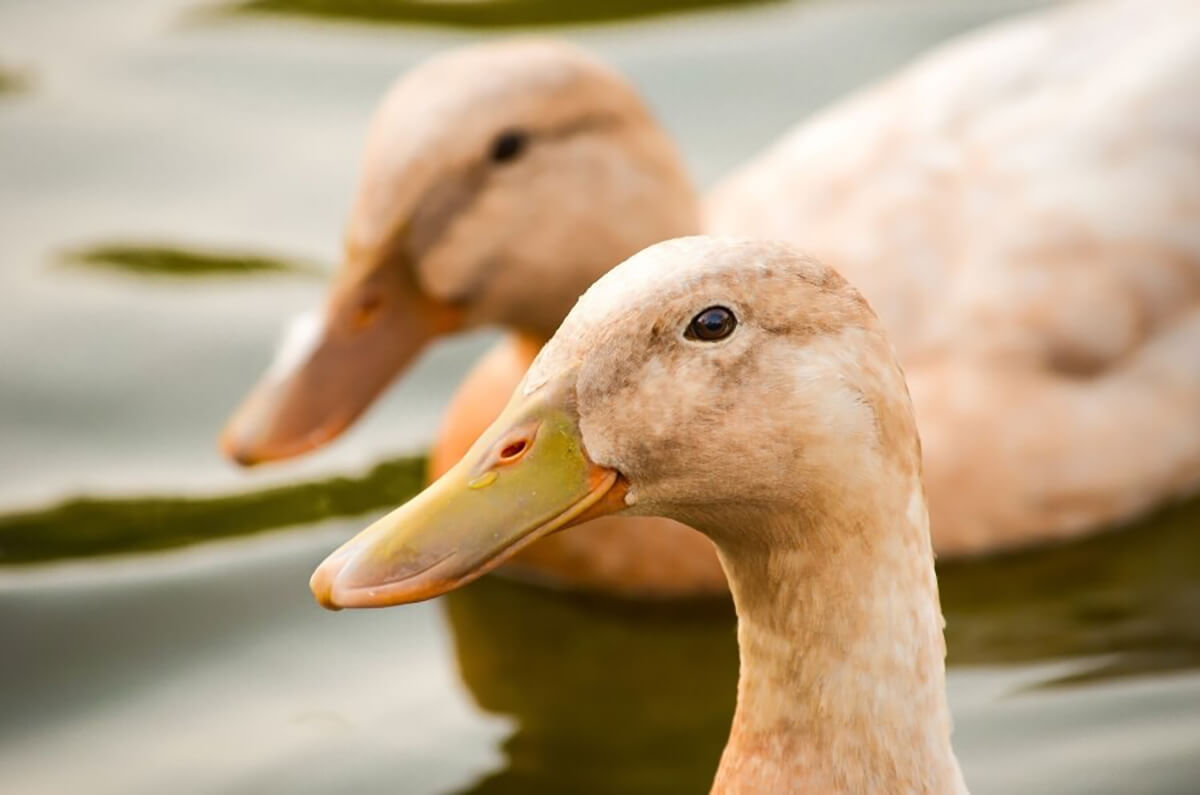 VICTORY! Melbourne Restaurant Shown on ‘The Block’ Drops Foie Gras