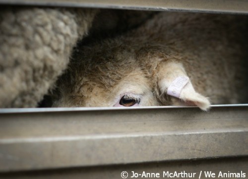 lambs are ear punched