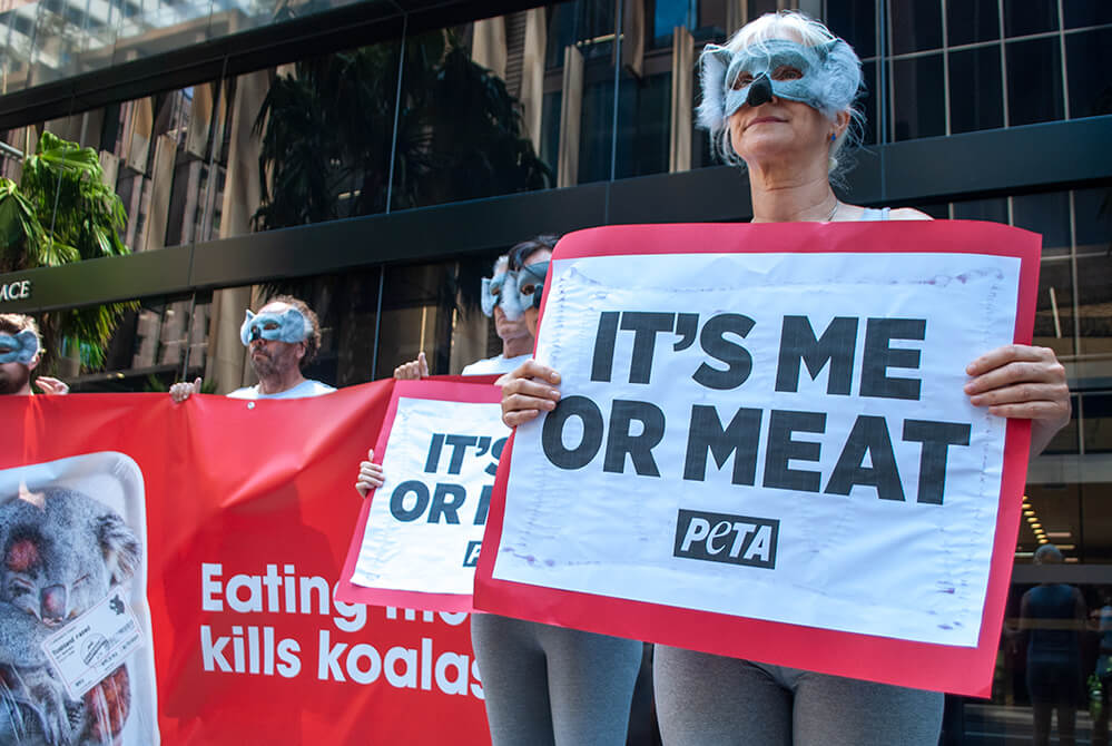 PETA 'koalas' protest outside the NSW Premier's office