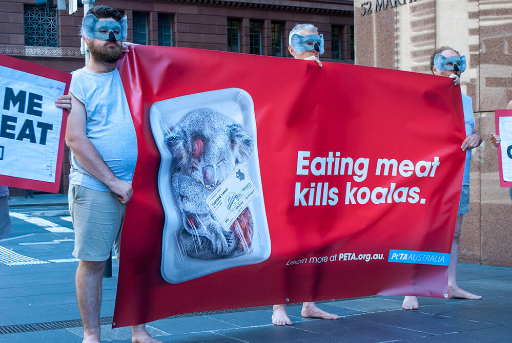 PETA 'koalas' protest outside the NSW Premier's office