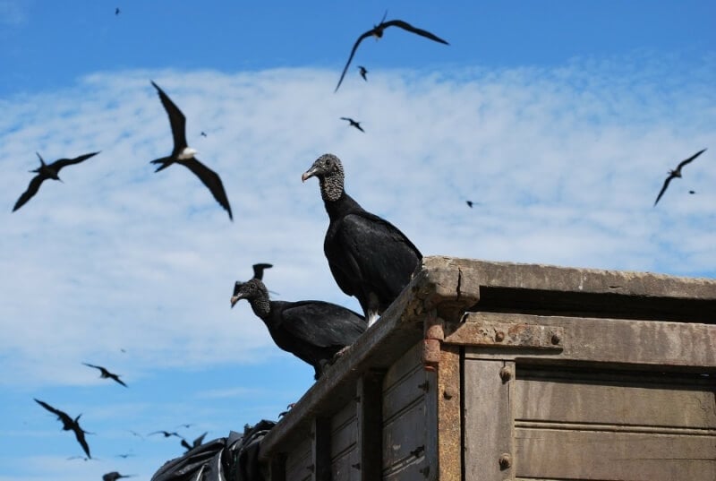 Black vultures