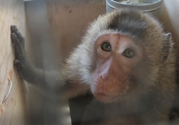 a monkey in a cage