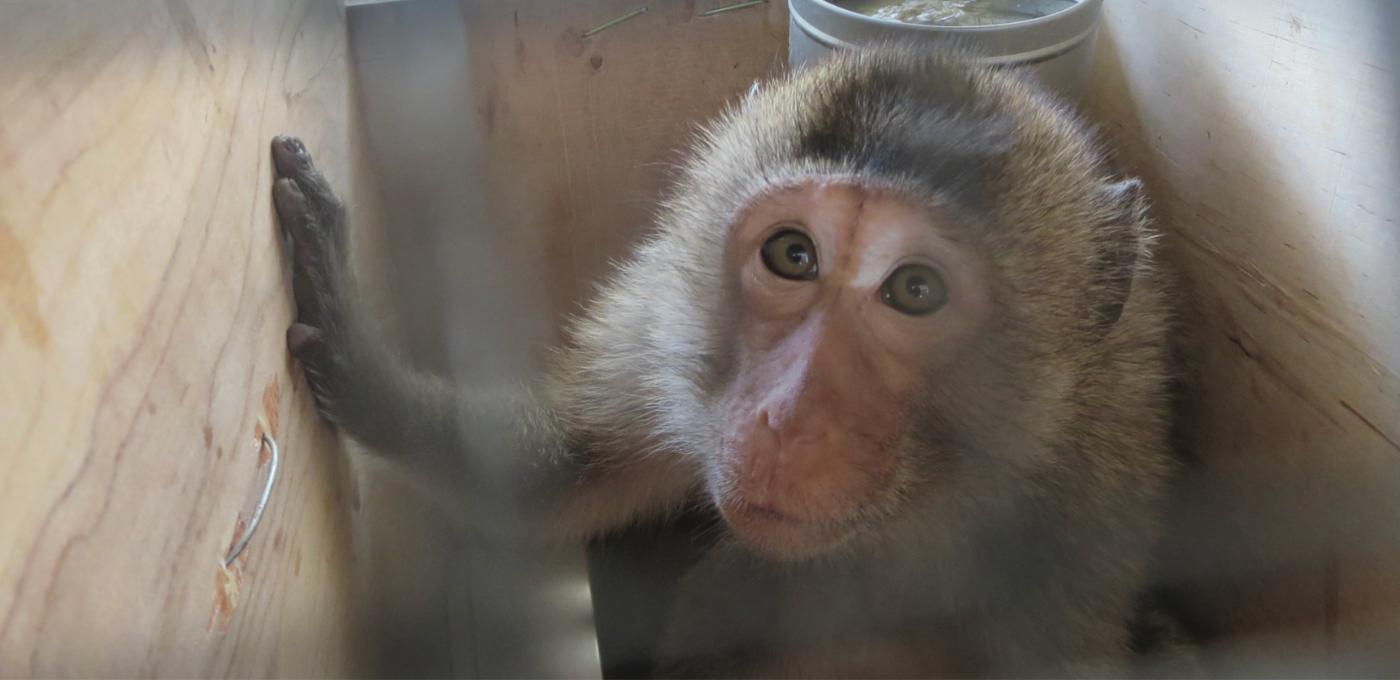a monkey in a cage