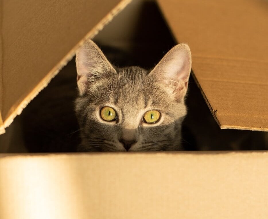 a cat in a cardboard box