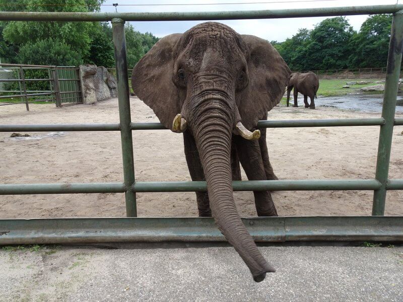 elephant in zoo