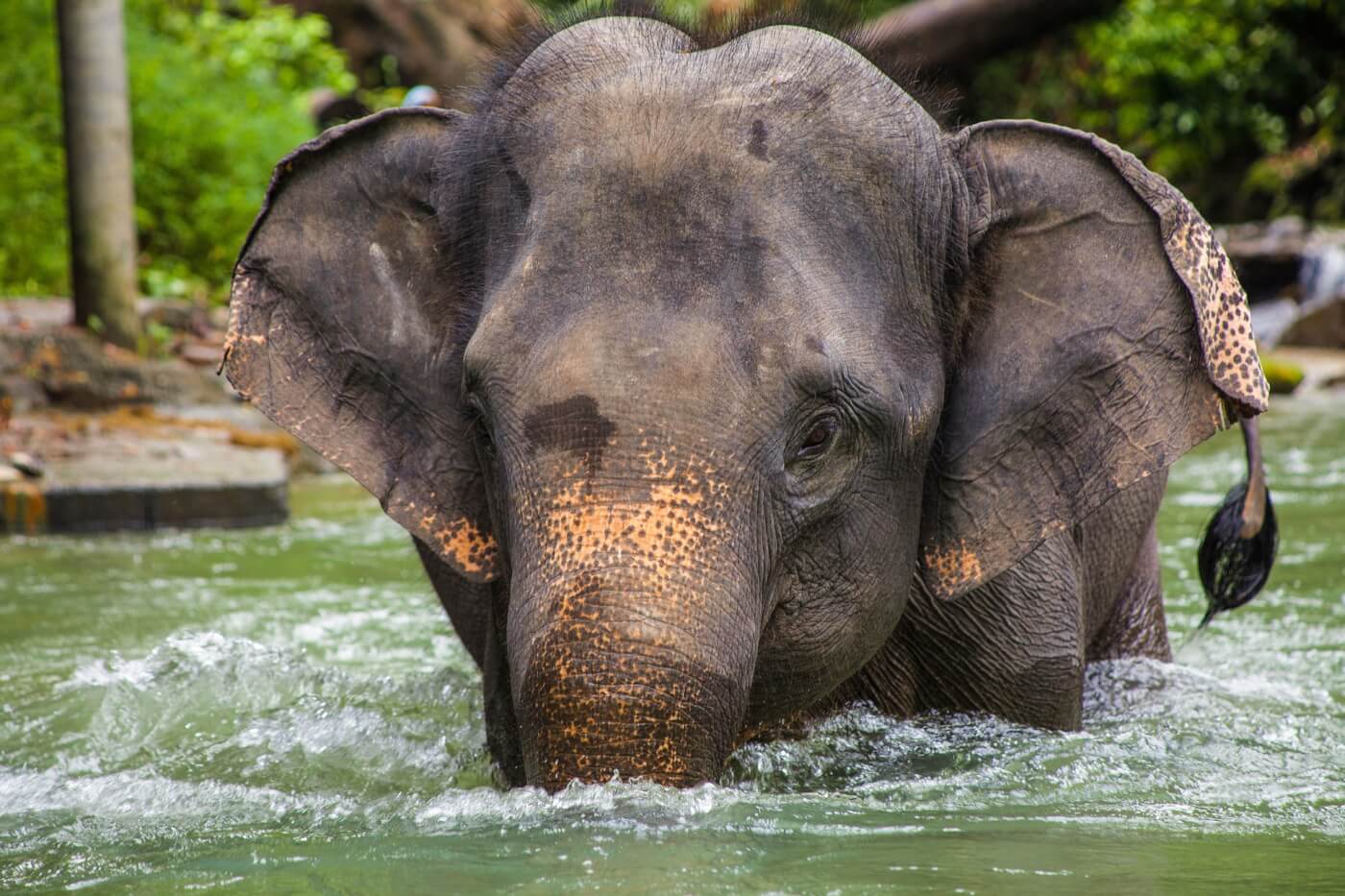Tour Guide Trampled to Death After Tourist Yanks Elephant’s Tail